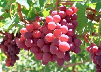 Những loại thực phẩm nào nên và không nên dùng vỏ