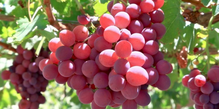 Những loại thực phẩm nào nên và không nên dùng vỏ