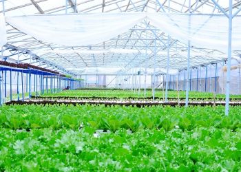 Sản xuất sản phẩm OCOP thời 4.0 cần nông dân, nông trại thông minh