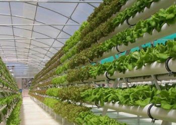 Chìa khóa cho nông nghiệp bền vững: Kỹ thuật số giúp giảm chi phí
