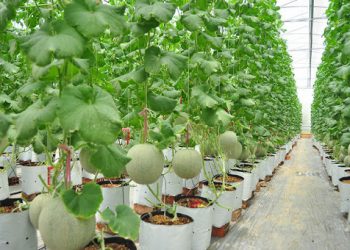 Thúc đẩy nông sản Việt vươn ra thế giới