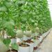 Thúc đẩy nông sản Việt vươn ra thế giới