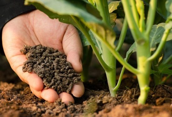Nông nghiệp sạch phải gắn với phát triển phân bón hữu cơ