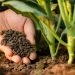 Nông nghiệp sạch phải gắn với phát triển phân bón hữu cơ