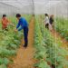Làm giàu nhờ mô hình trang trại xanh ba sạch