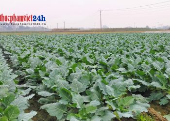 Để không phải “giải cứu” nông sản
