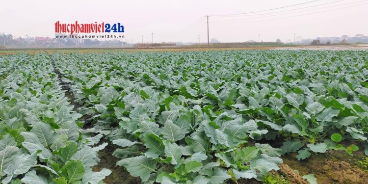 Để không phải “giải cứu” nông sản