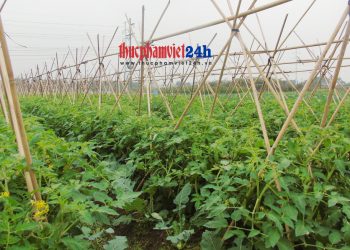 Gắn sản xuất nông sản với tiêu thụ