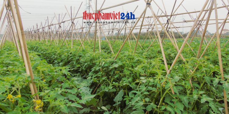 Gắn sản xuất nông sản với tiêu thụ