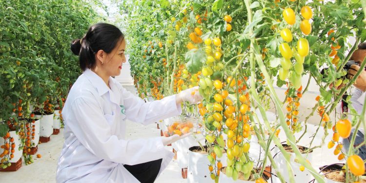 Cô giáo tập làm nông dân, trồng cà chua lạ công nghệ cao