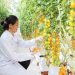 Cô giáo tập làm nông dân, trồng cà chua lạ công nghệ cao