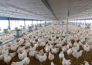 Chăn nuôi an toàn sinh học: Mở lối thành công