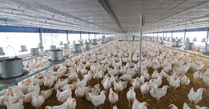 Chăn nuôi an toàn sinh học: Mở lối thành công