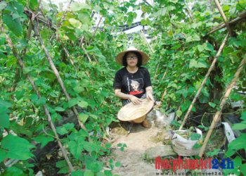 Phát triển vùng rau sạch gắn với xây dựng thương hiệu