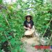 Phát triển vùng rau sạch gắn với xây dựng thương hiệu
