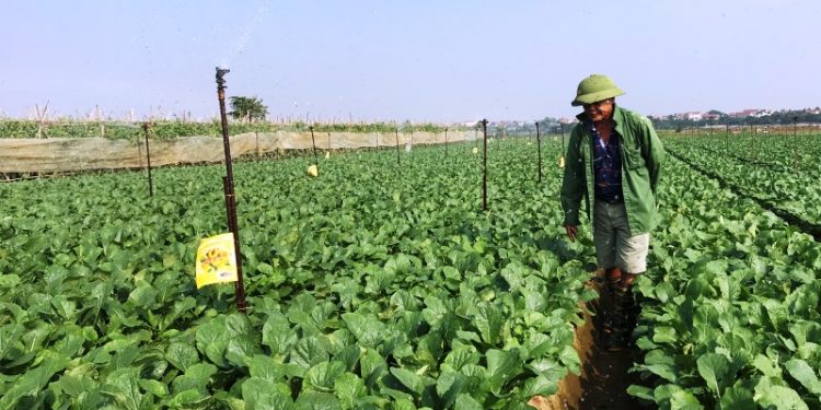 Hà Nội mở rộng diện tích trồng rau an toàn