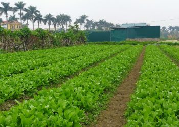 Kỹ thuật canh tác rau hữu cơ đúng và hiệu quả cho người sản xuất