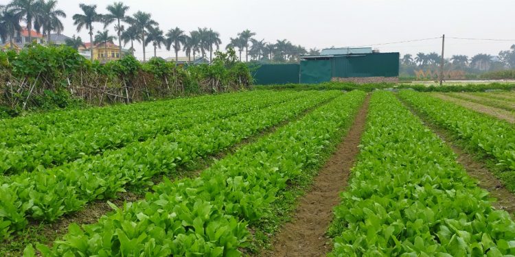 Kỹ thuật canh tác rau hữu cơ đúng và hiệu quả cho người sản xuất
