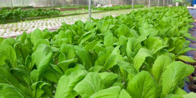 Tăng cường quản lý rau an toàn trên địa bàn Thủ đô