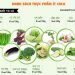 Các thực phẩm giúp bạn giảm béo