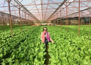 Tạo động lực phát triển hợp tác xã nông nghiệp