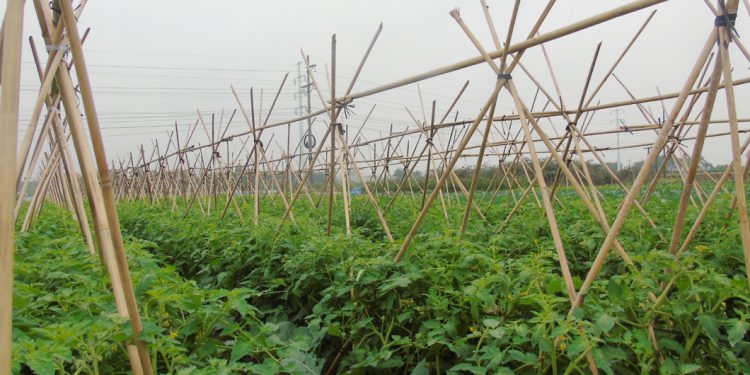 Phát triển nguồn nhân lực cho nông nghiệp công nghệ cao