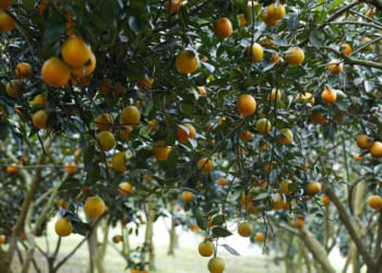 Cây ăn quả vào vụ thu hoạch chính