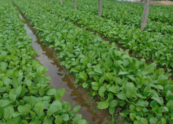 Rau Organic của Ngôi Sao Xanh – Giàu dinh dưỡng, đảm bảo cho sức khỏe người dùng